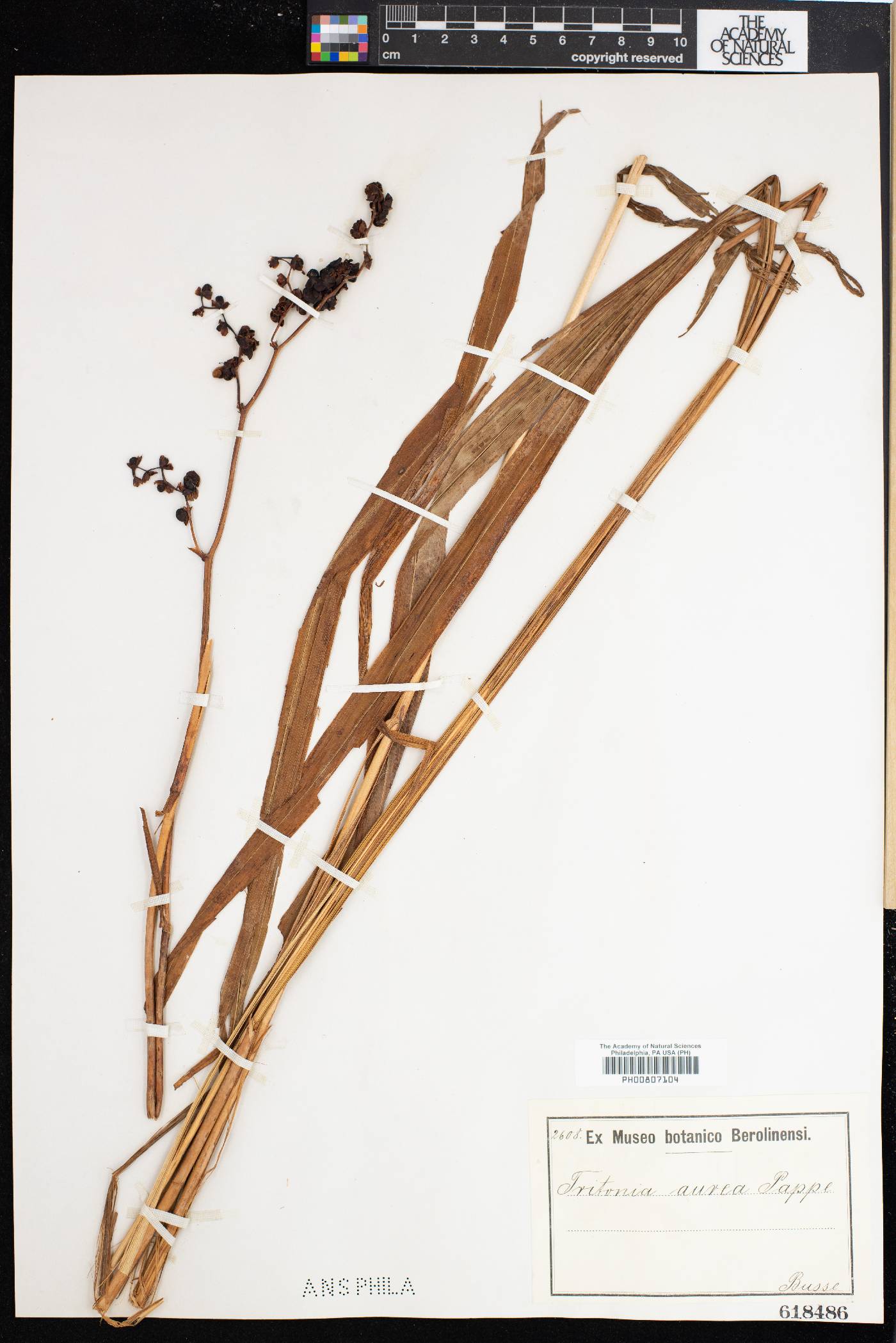 Crocosmia aurea image
