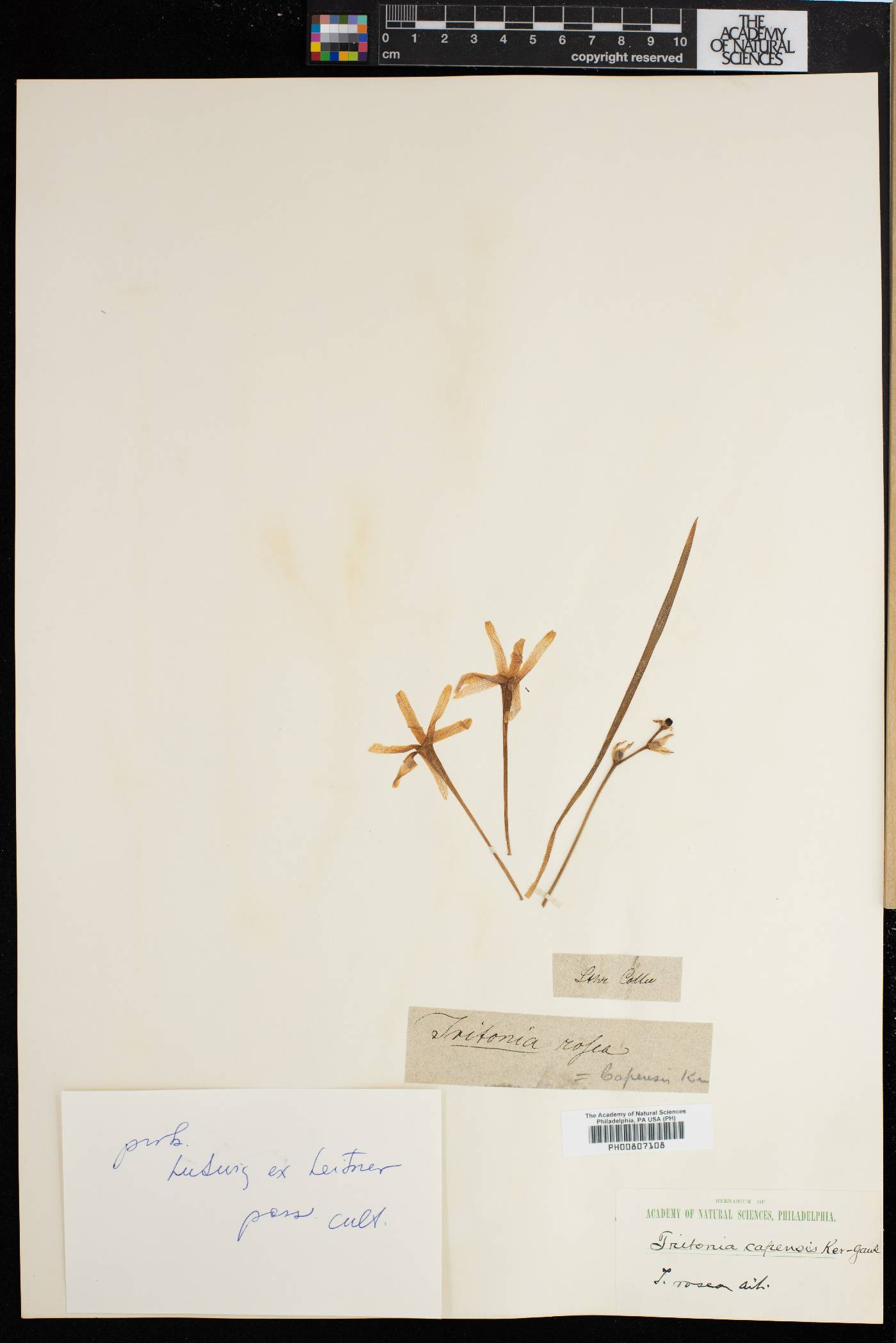 Ixia paniculata image