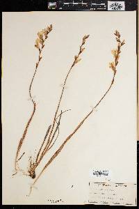 Tritonia gladiolaris image