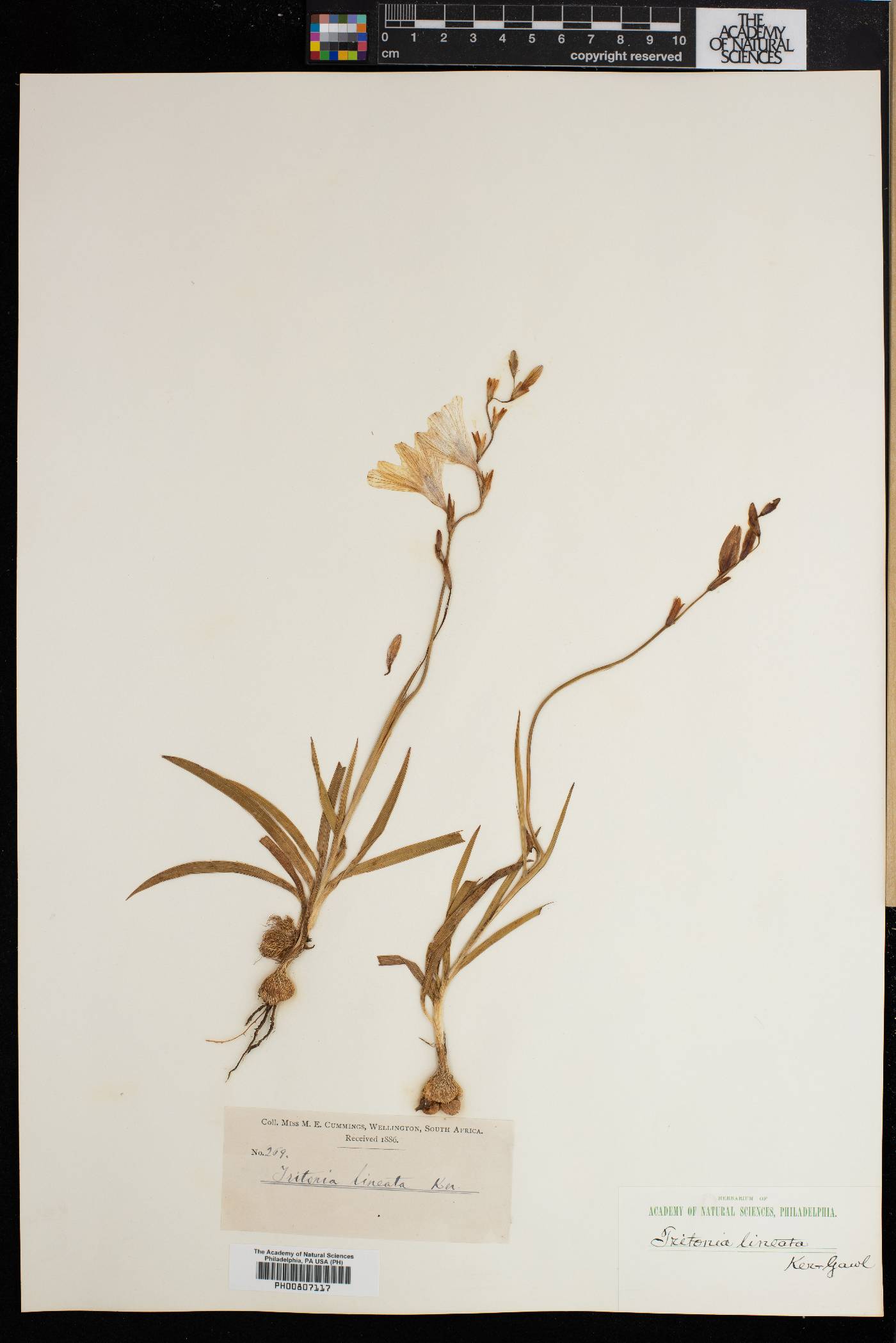 Tritonia gladiolaris image