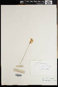 Ixia scillaris image