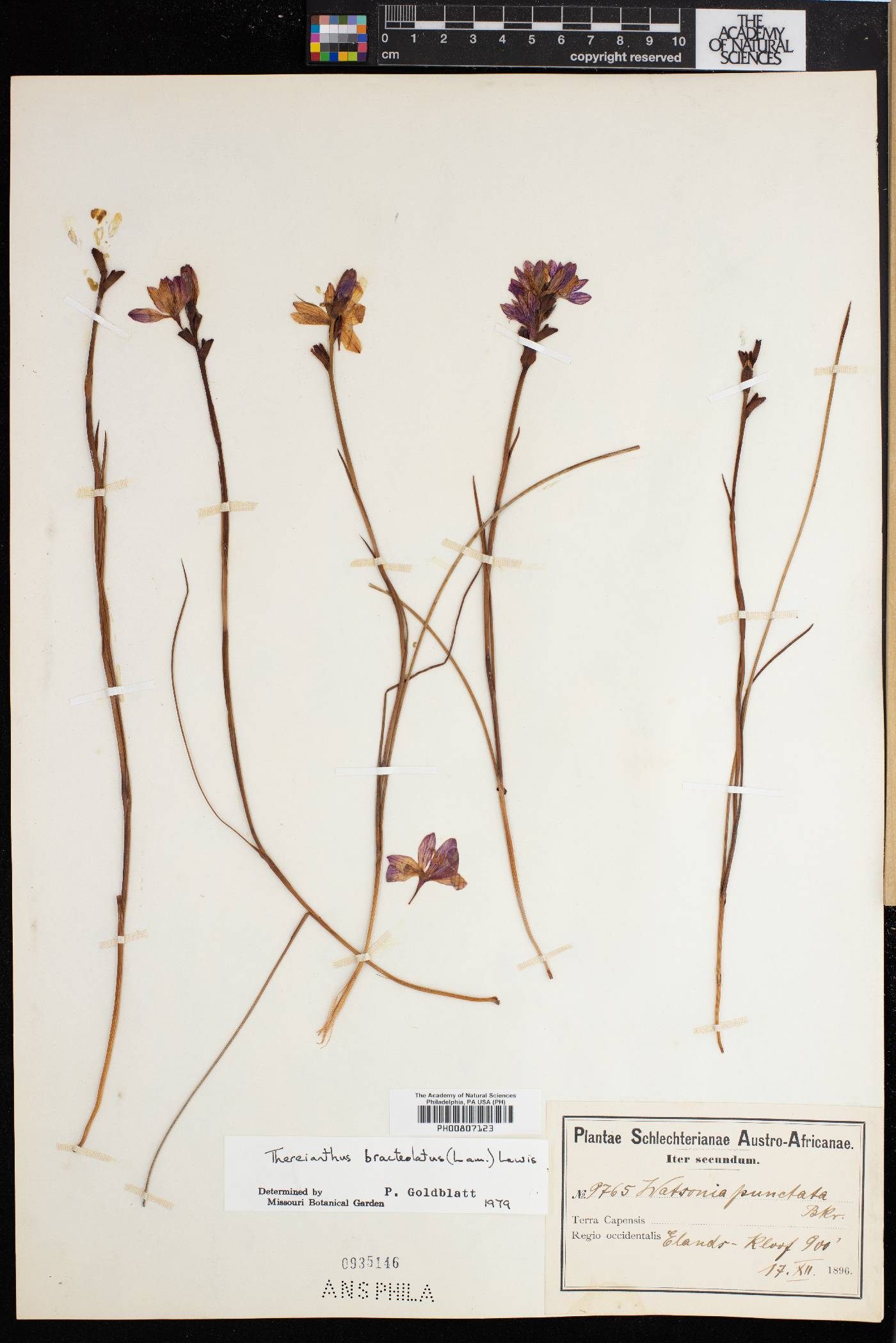 Thereianthus bracteolatus image