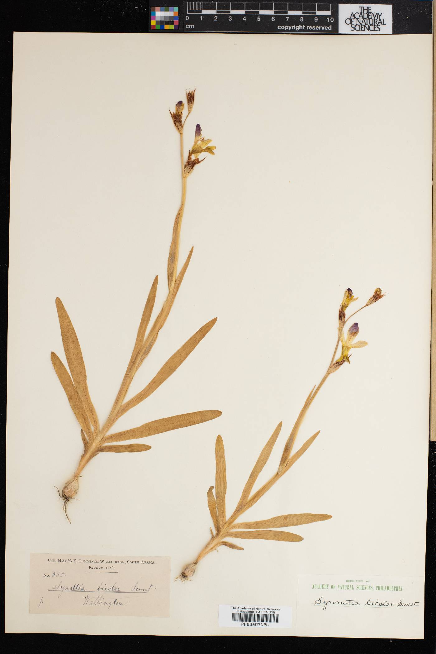 Sparaxis villosa image