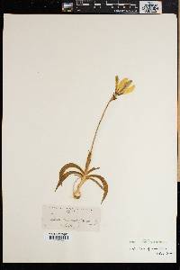 Sparaxis grandiflora image