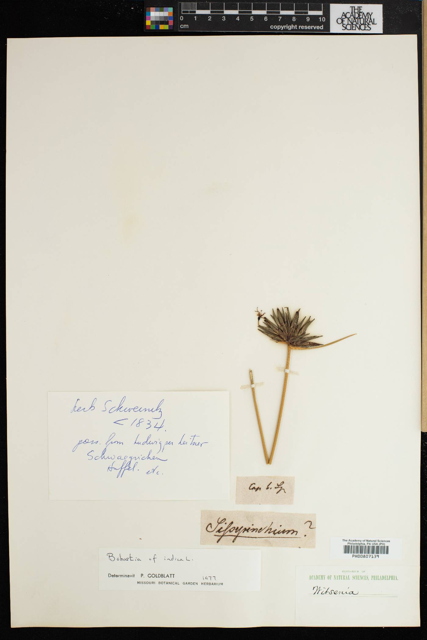 Bobartia indica image