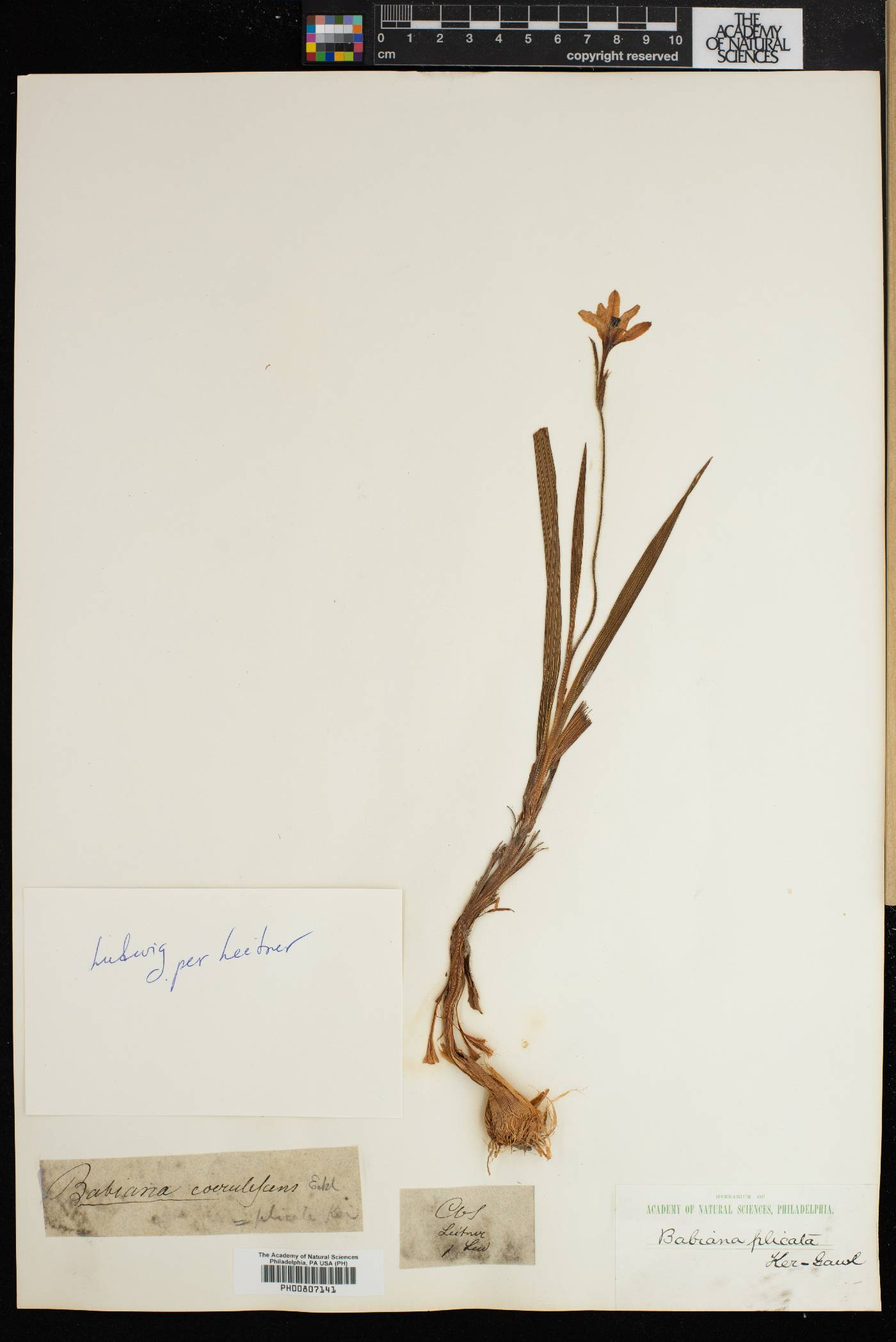 Babiana fragrans image