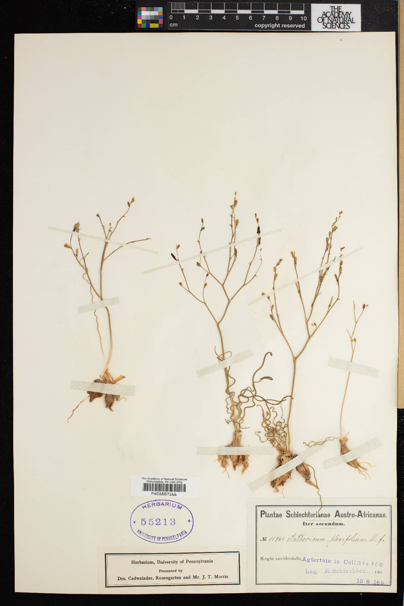 Anthericum flexifolium image
