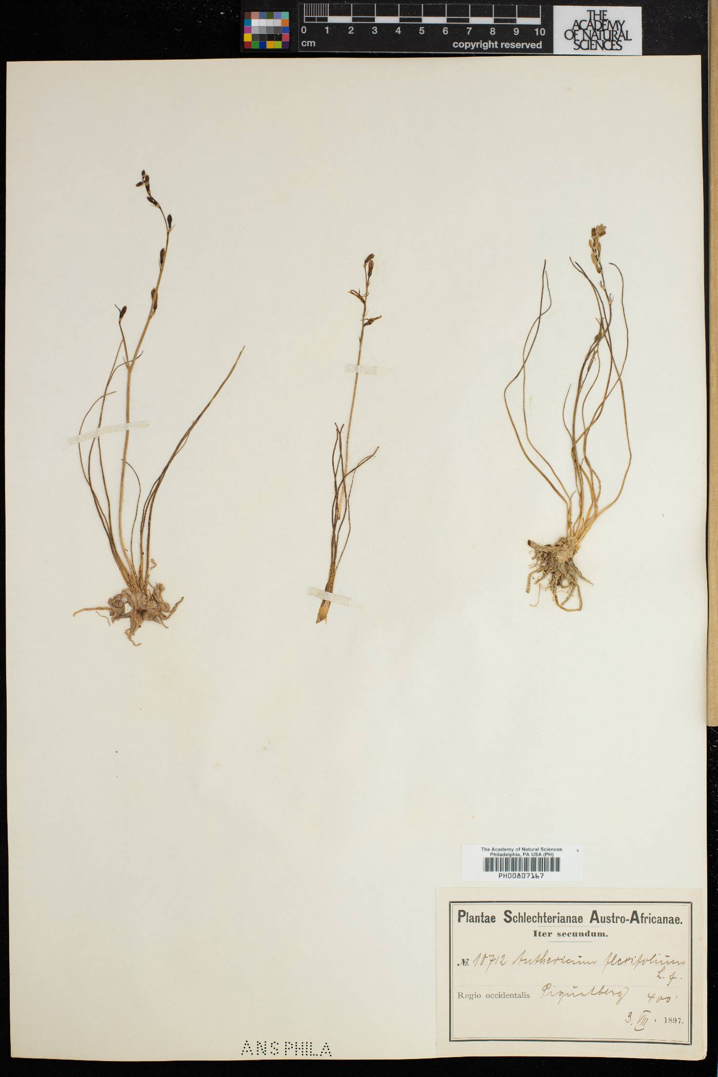 Anthericum flexifolium image