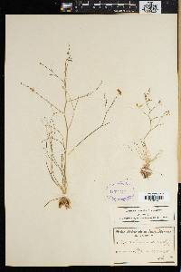 Image of Trachyandra flexifolia