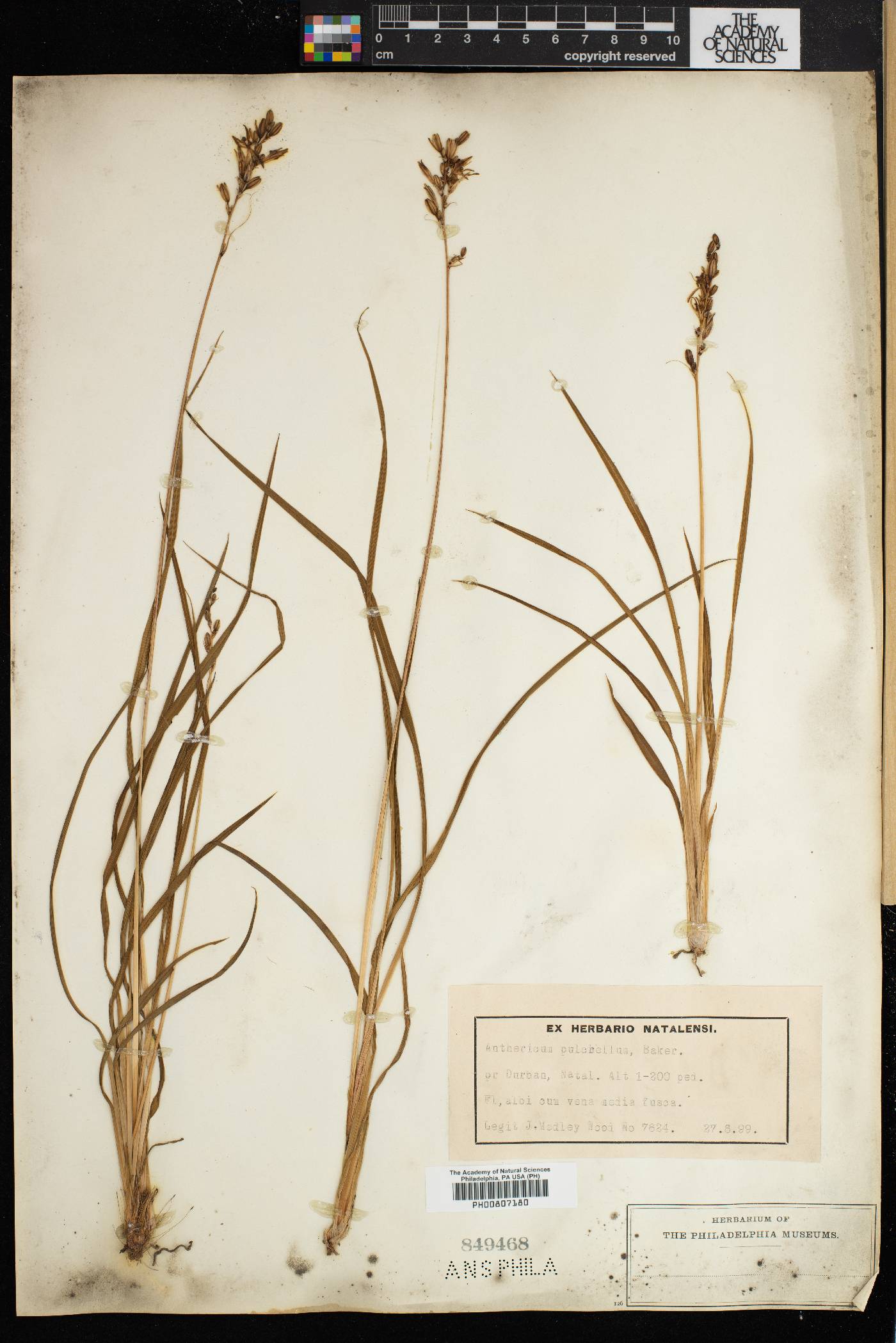 Chlorophytum saundersiae image