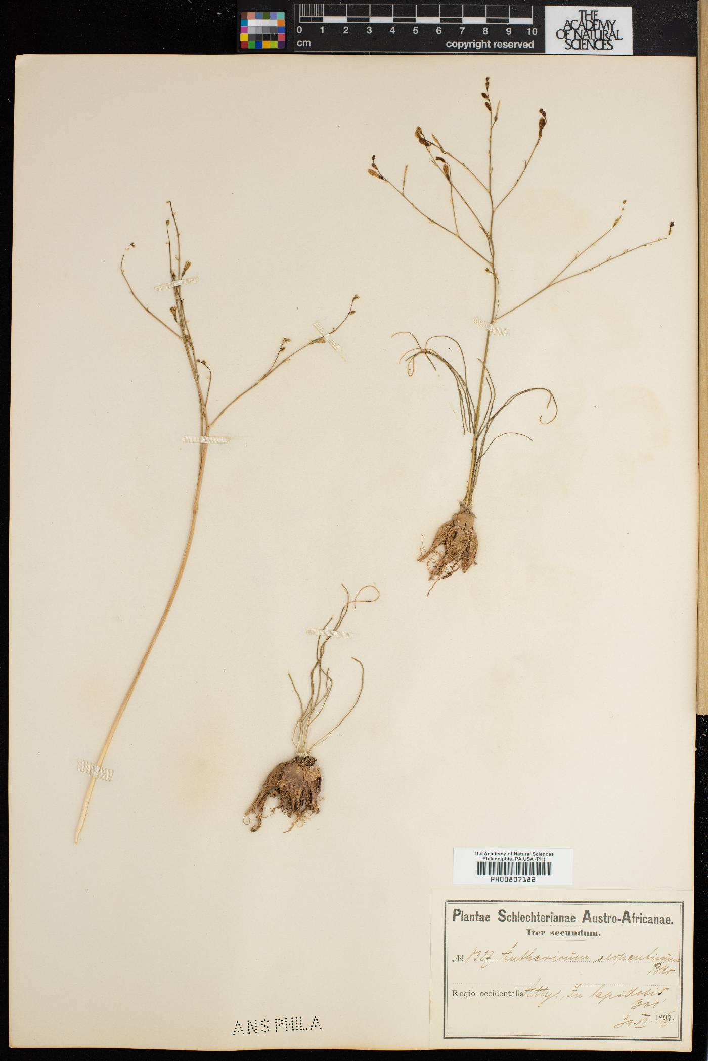Trachyandra flexifolia image