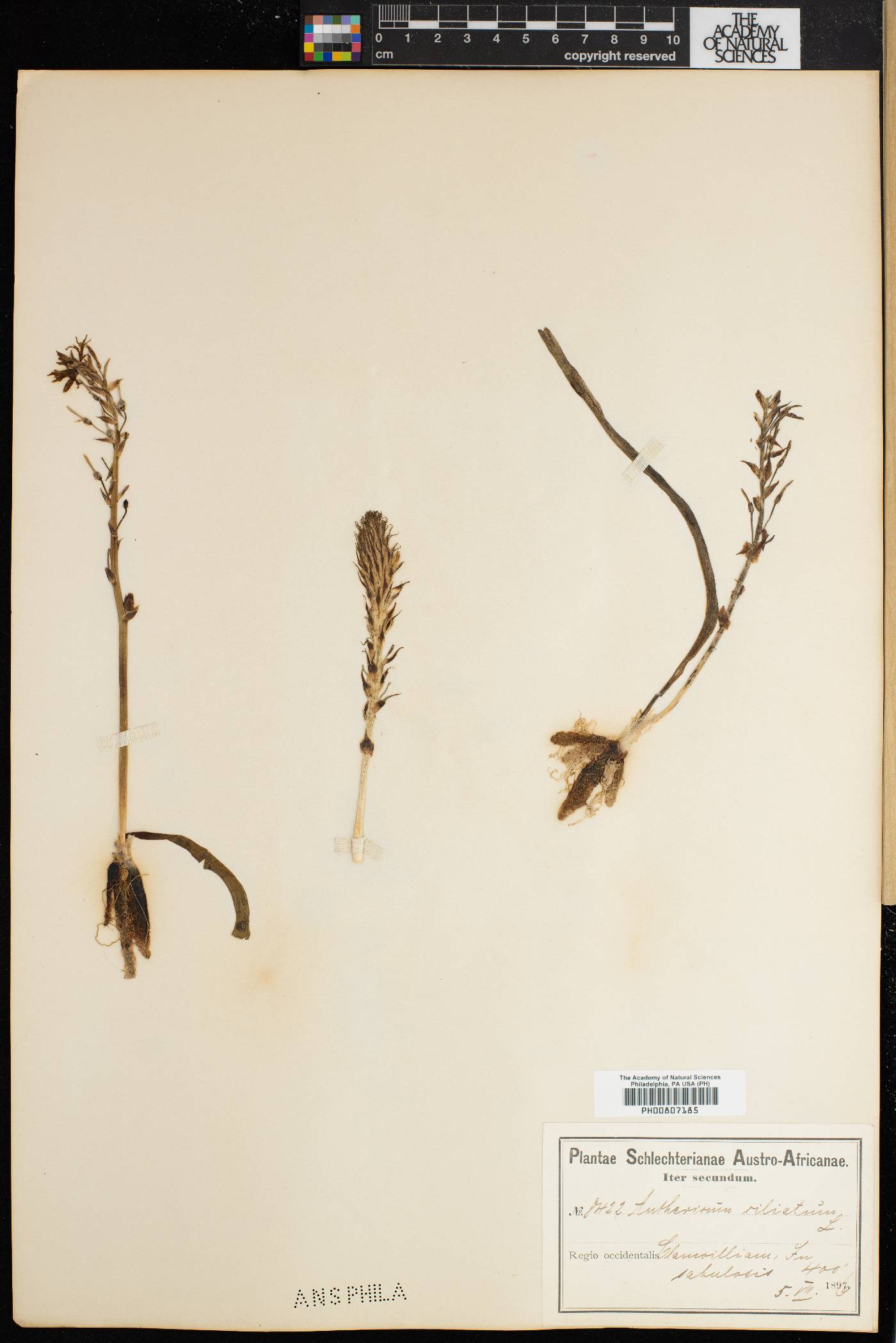 Trachyandra ciliata image