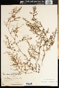 Image of Asparagus fasciculatus