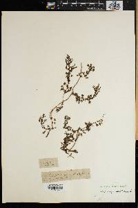 Image of Asparagus altissimus