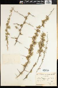 Asparagus capensis image