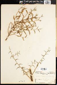 Image of Asparagus undulatus
