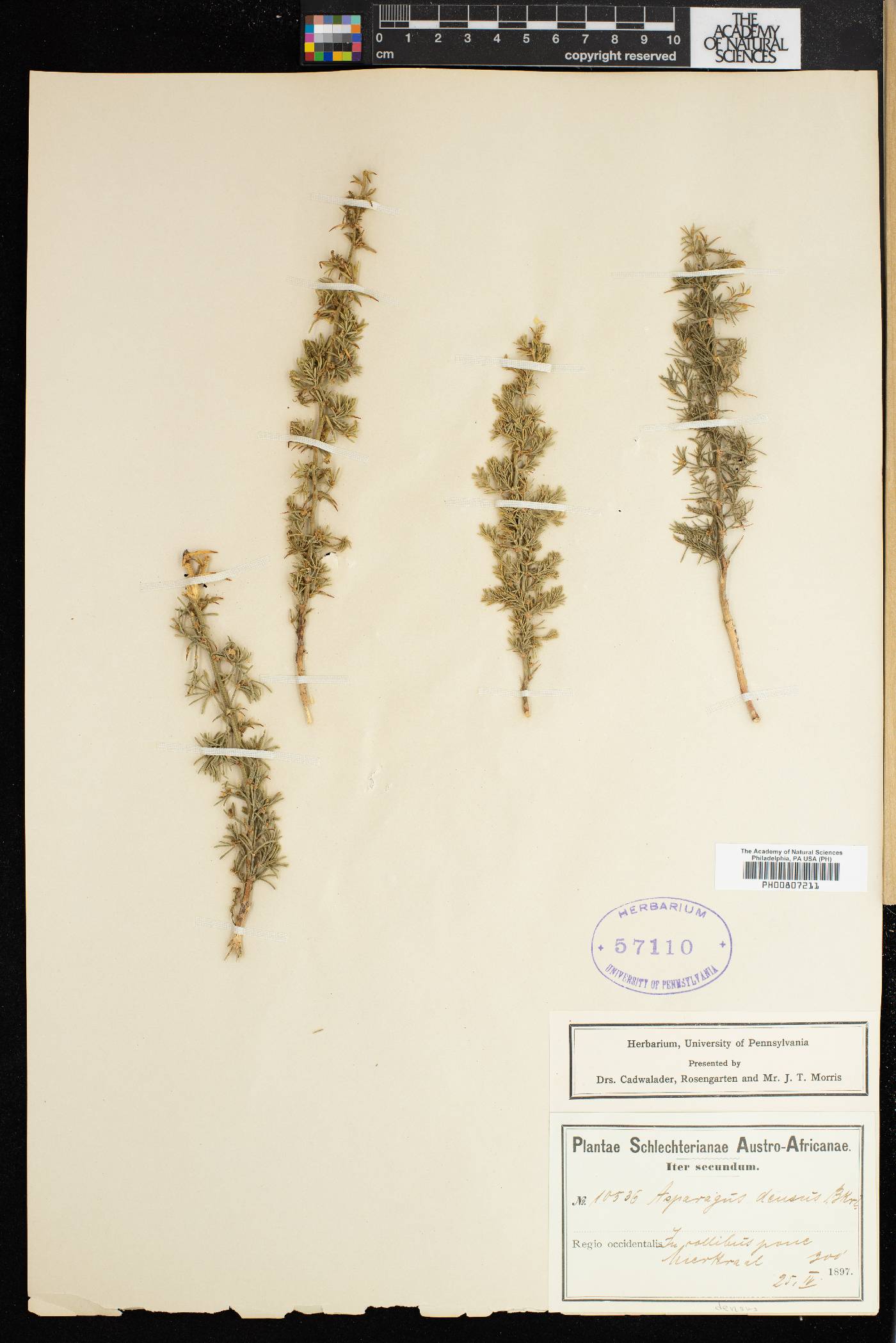 Asparagus stipulaceus image