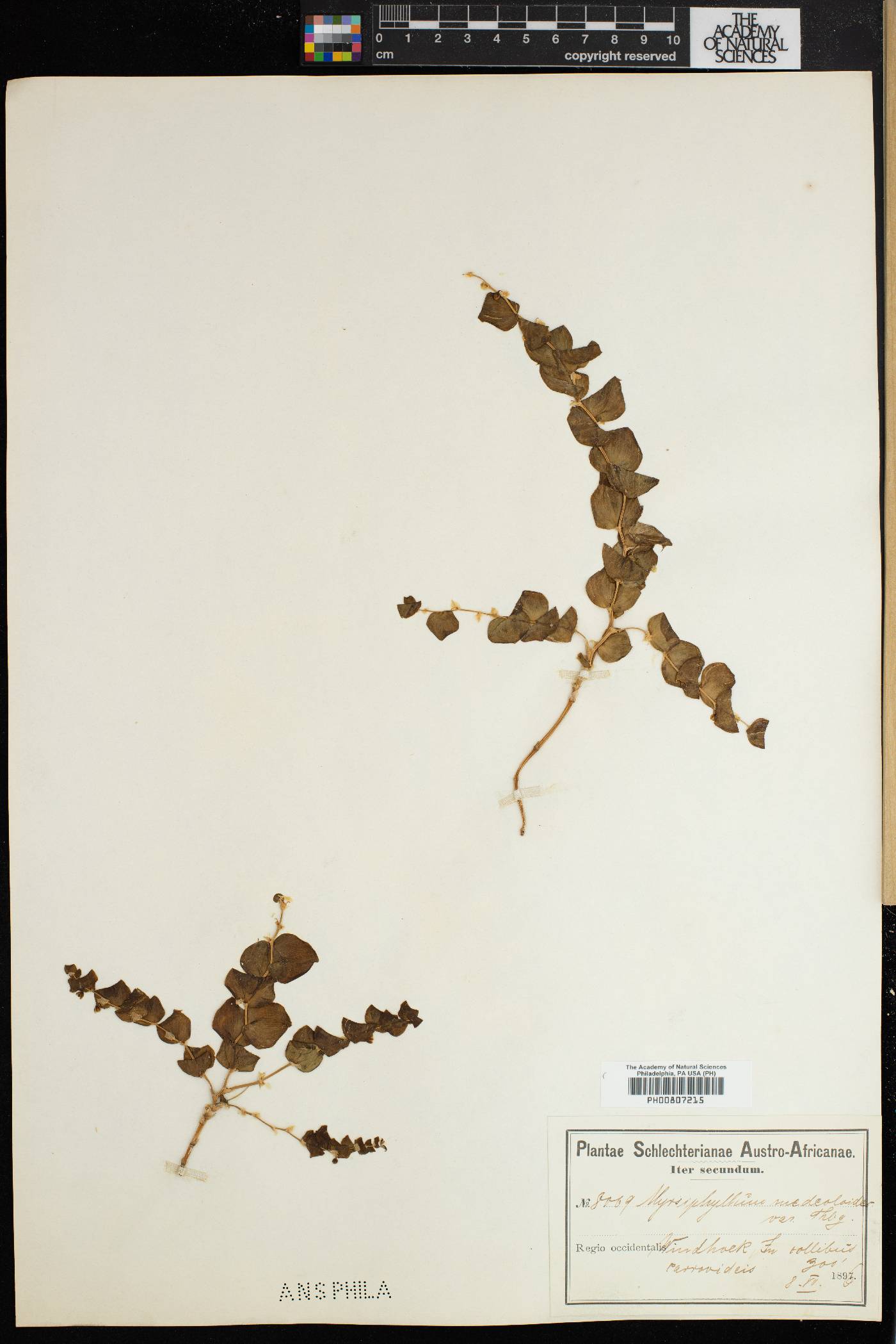 Asparagus medeoloides image