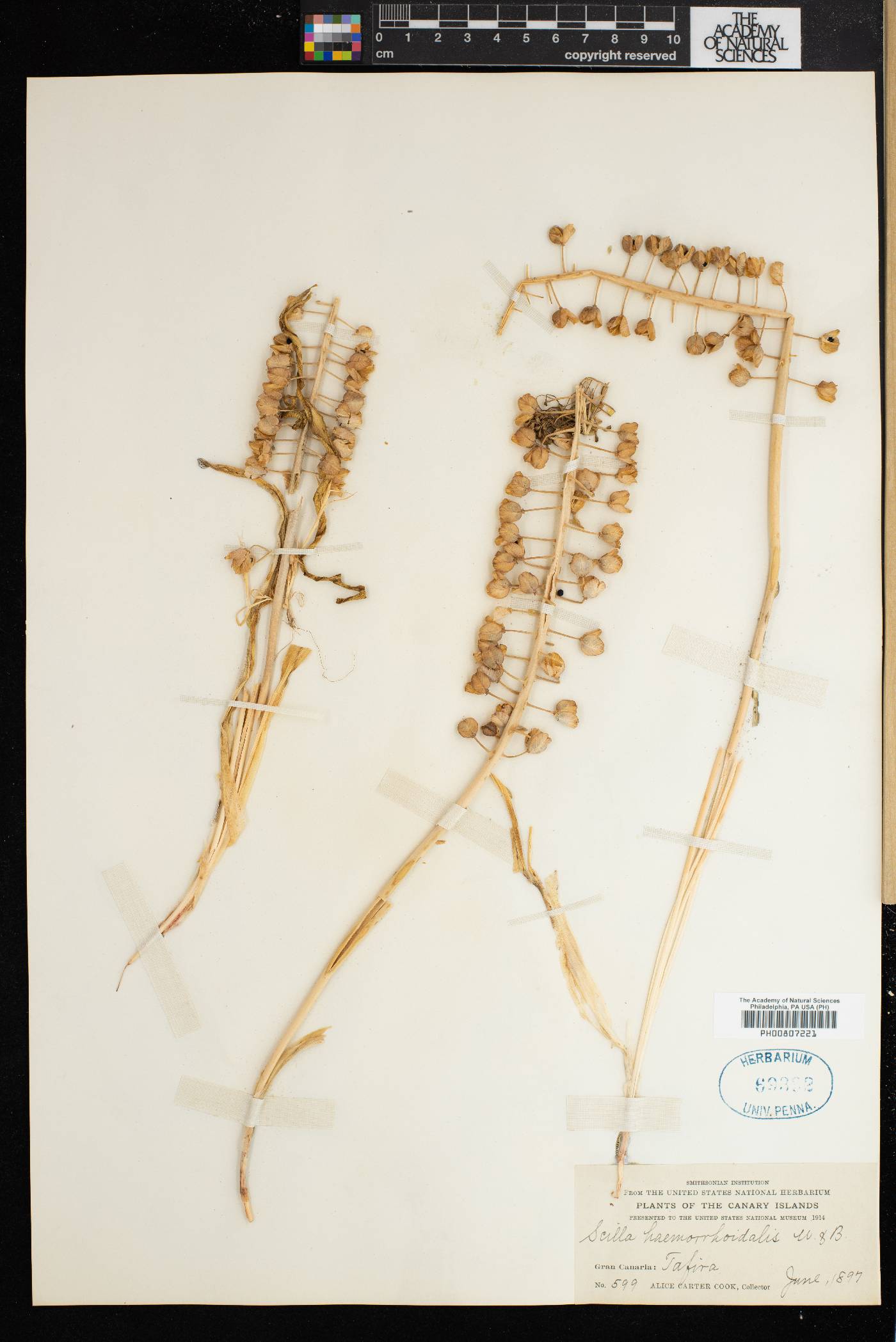 Scilla haemorrhoidalis image