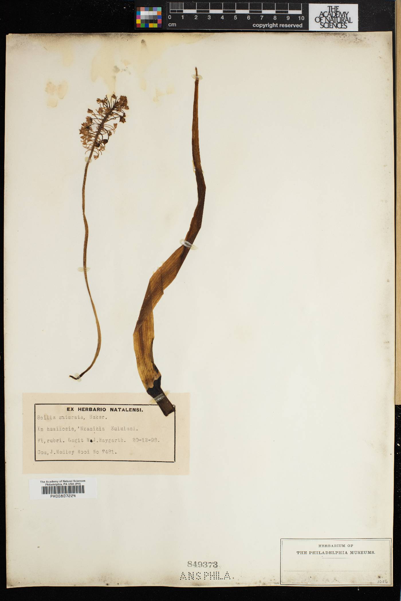 Ledebouria cooperi image