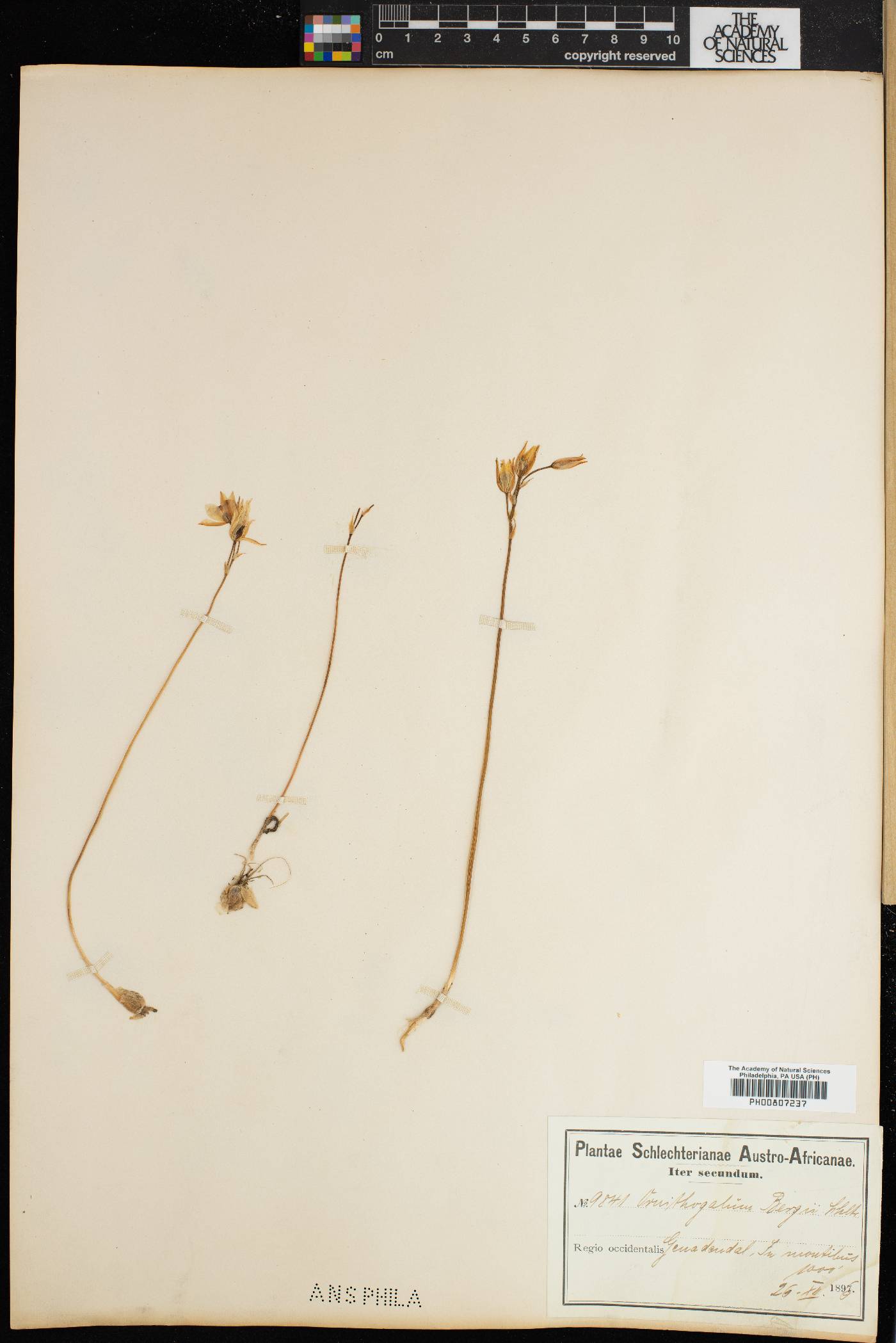 Ornithogalum hispidum subsp. bergii image