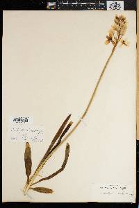 Ornithogalum thyrsoides image