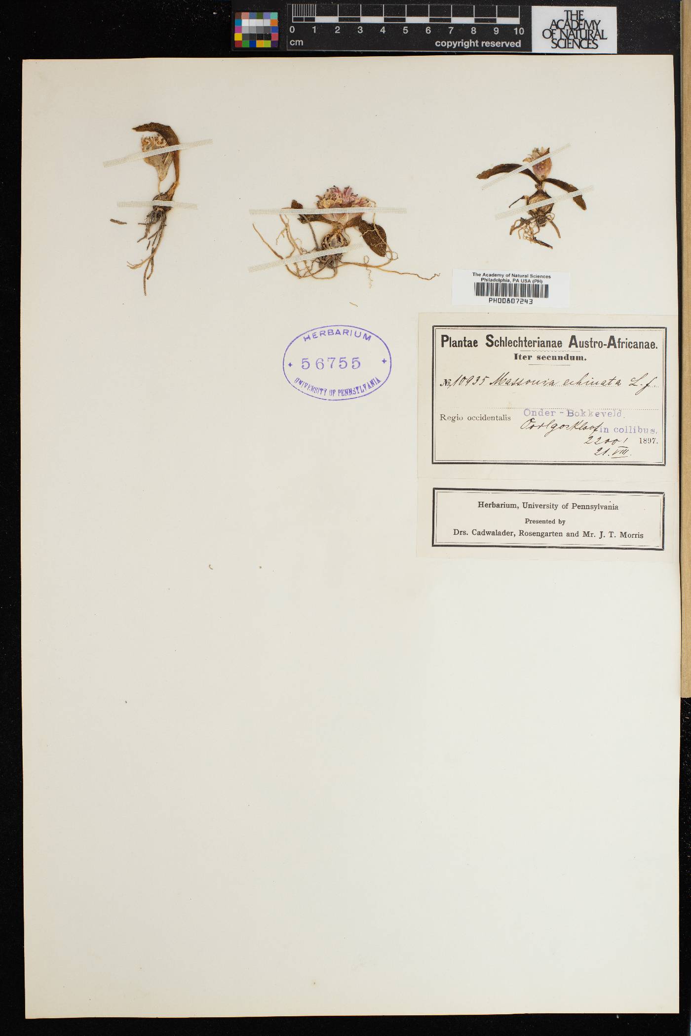 Massonia echinata image