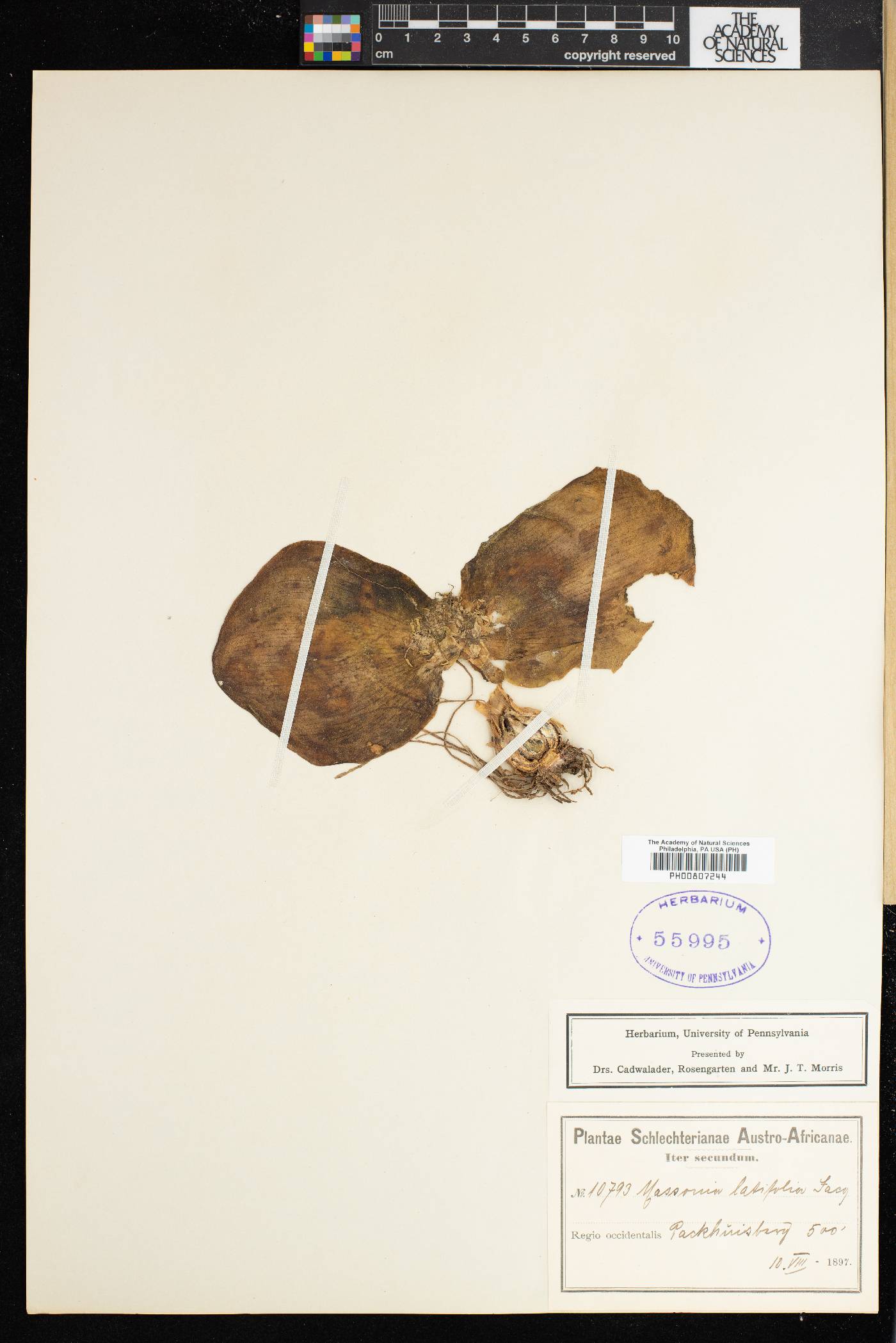 Massonia depressa image