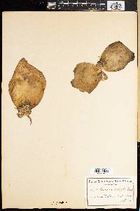 Massonia depressa image