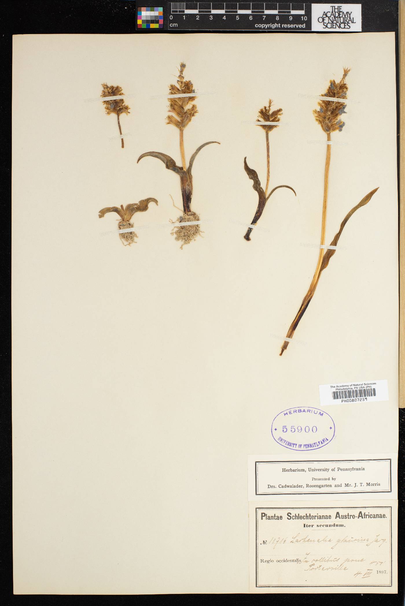 Lachenalia orchioides subsp. glaucina image