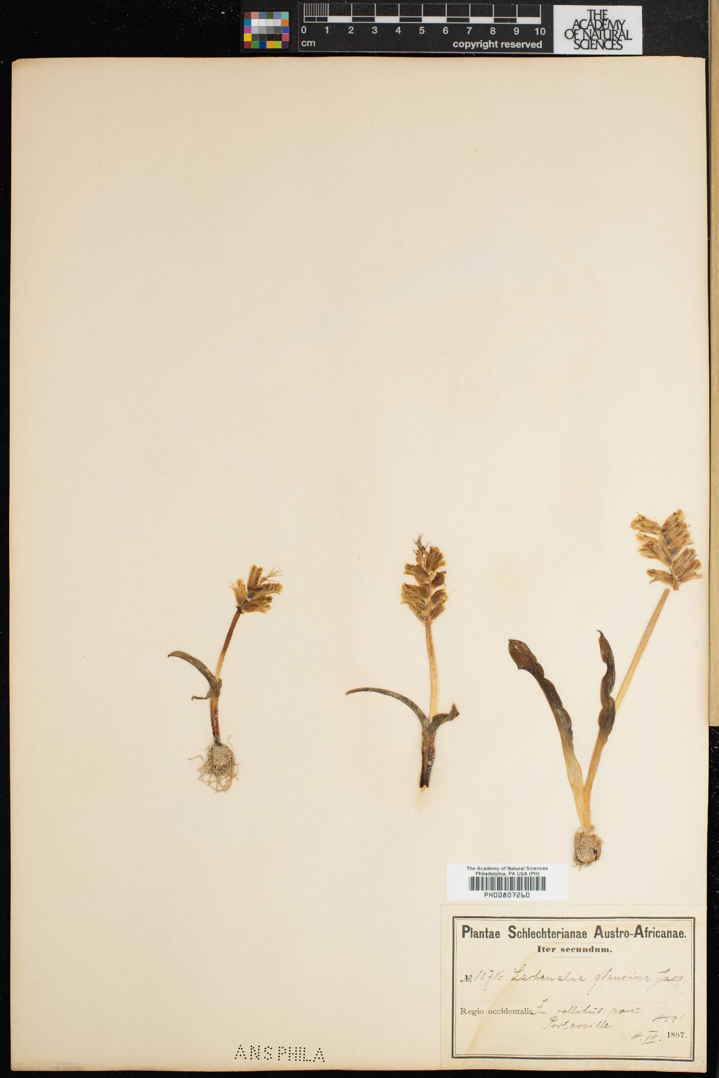 Lachenalia orchioides subsp. glaucina image