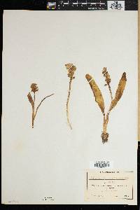 Lachenalia orchioides image