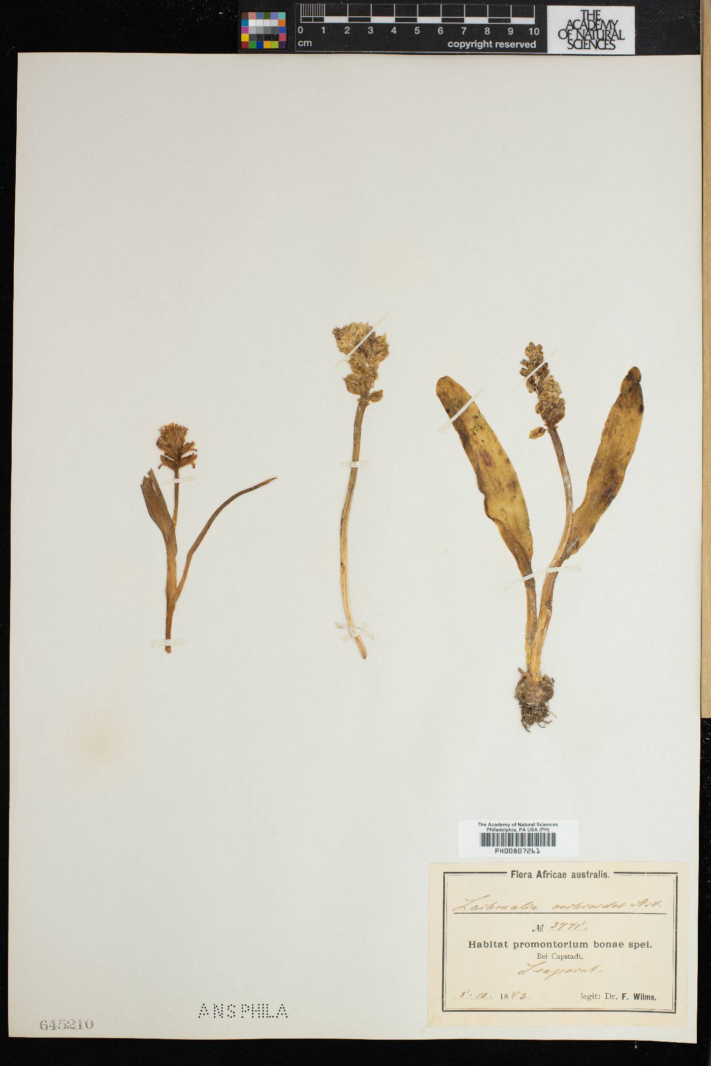 Lachenalia orchioides image