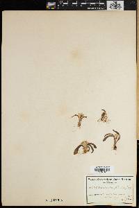 Media resource of Lachenalia pusilla