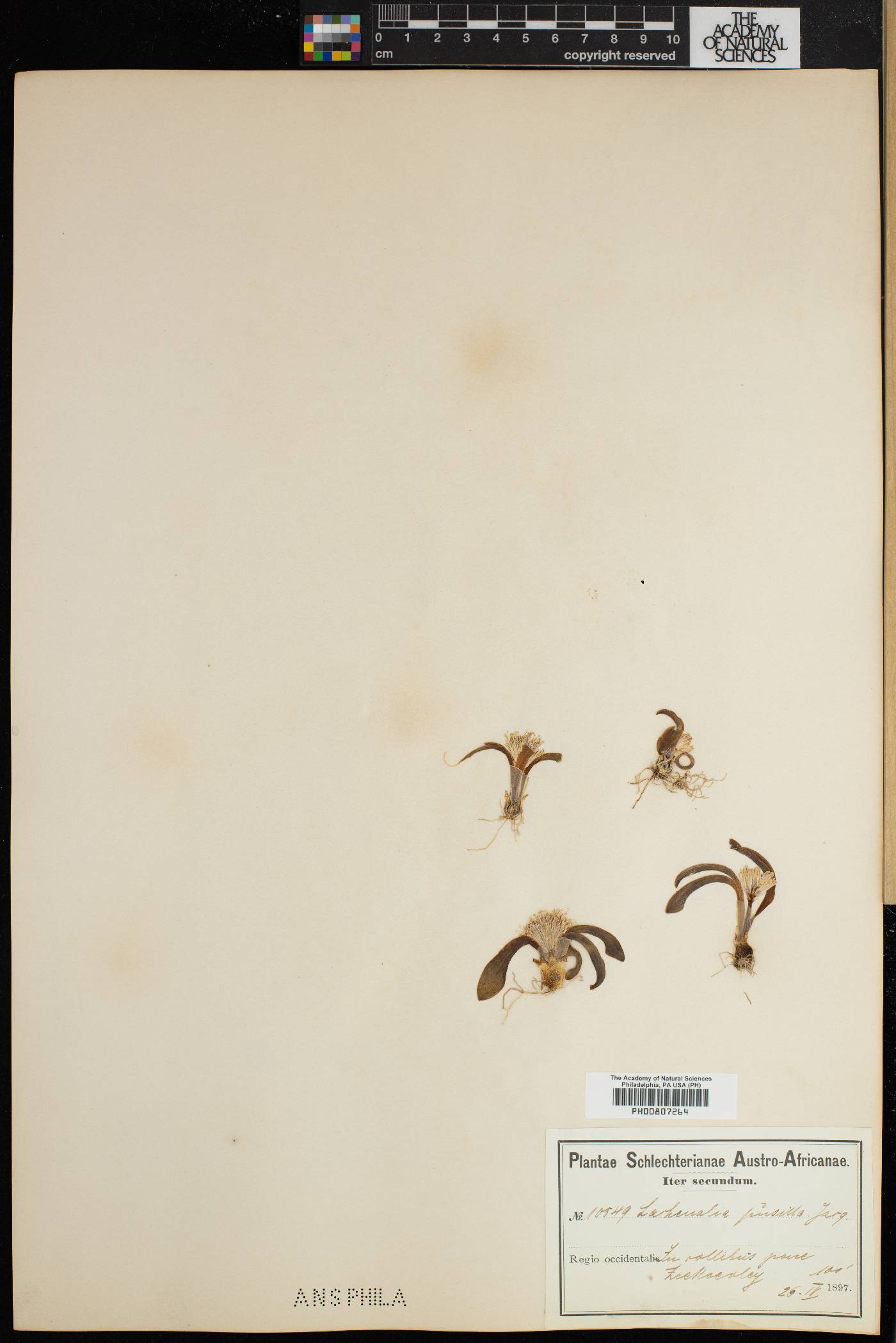 Lachenalia pusilla image