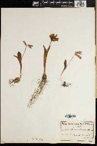Lachenalia punctata image