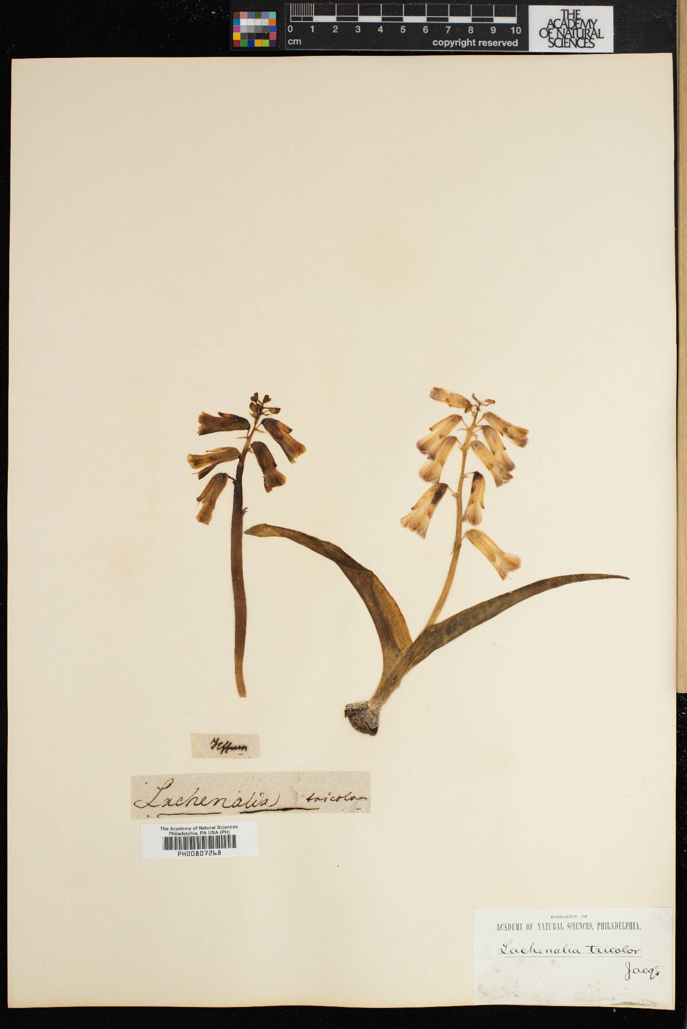 Lachenalia aloides image