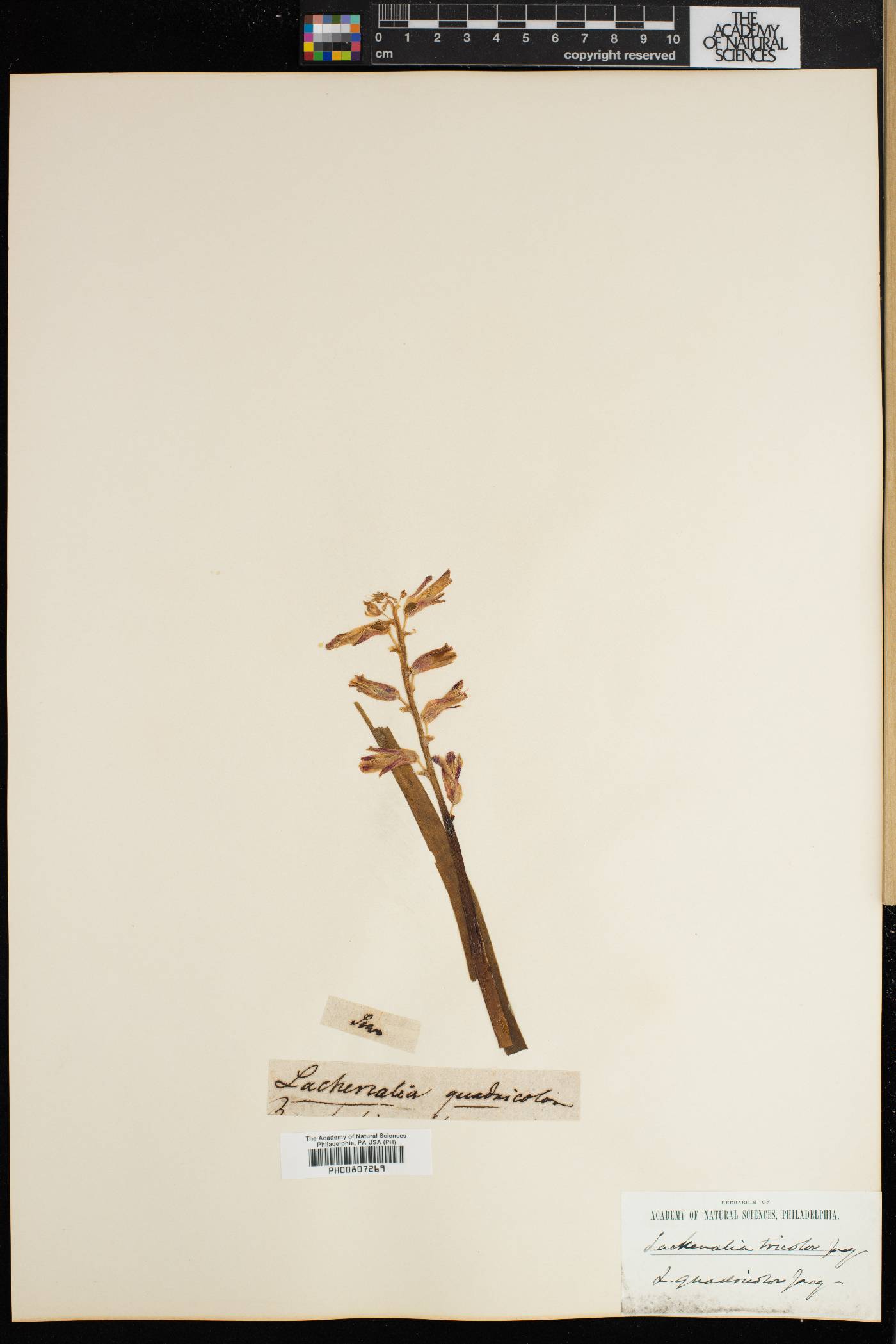 Lachenalia aloides image