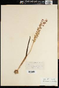 Media resource of Lachenalia unifolia