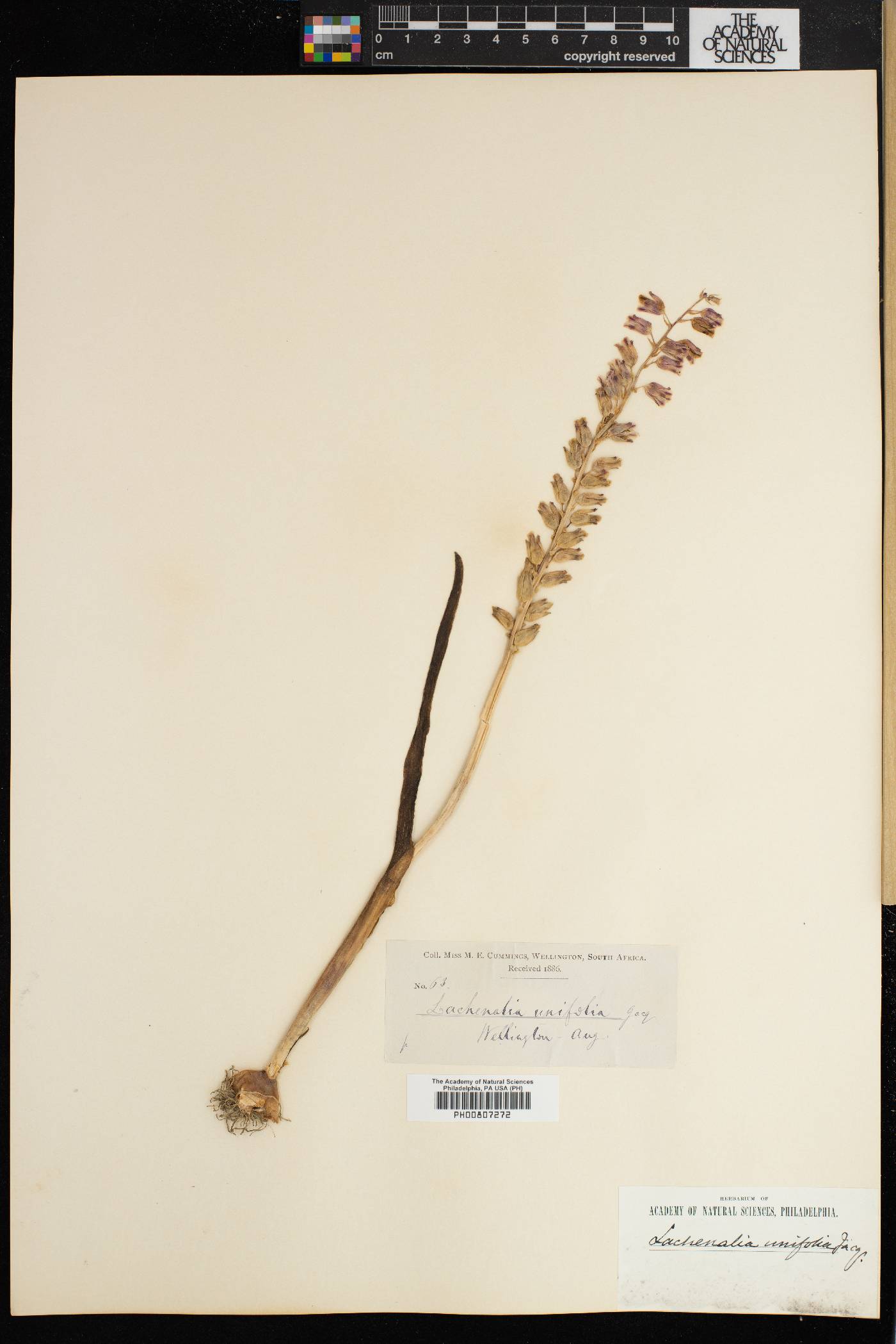 Lachenalia unifolia image