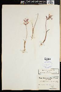Lachenalia unifolia image