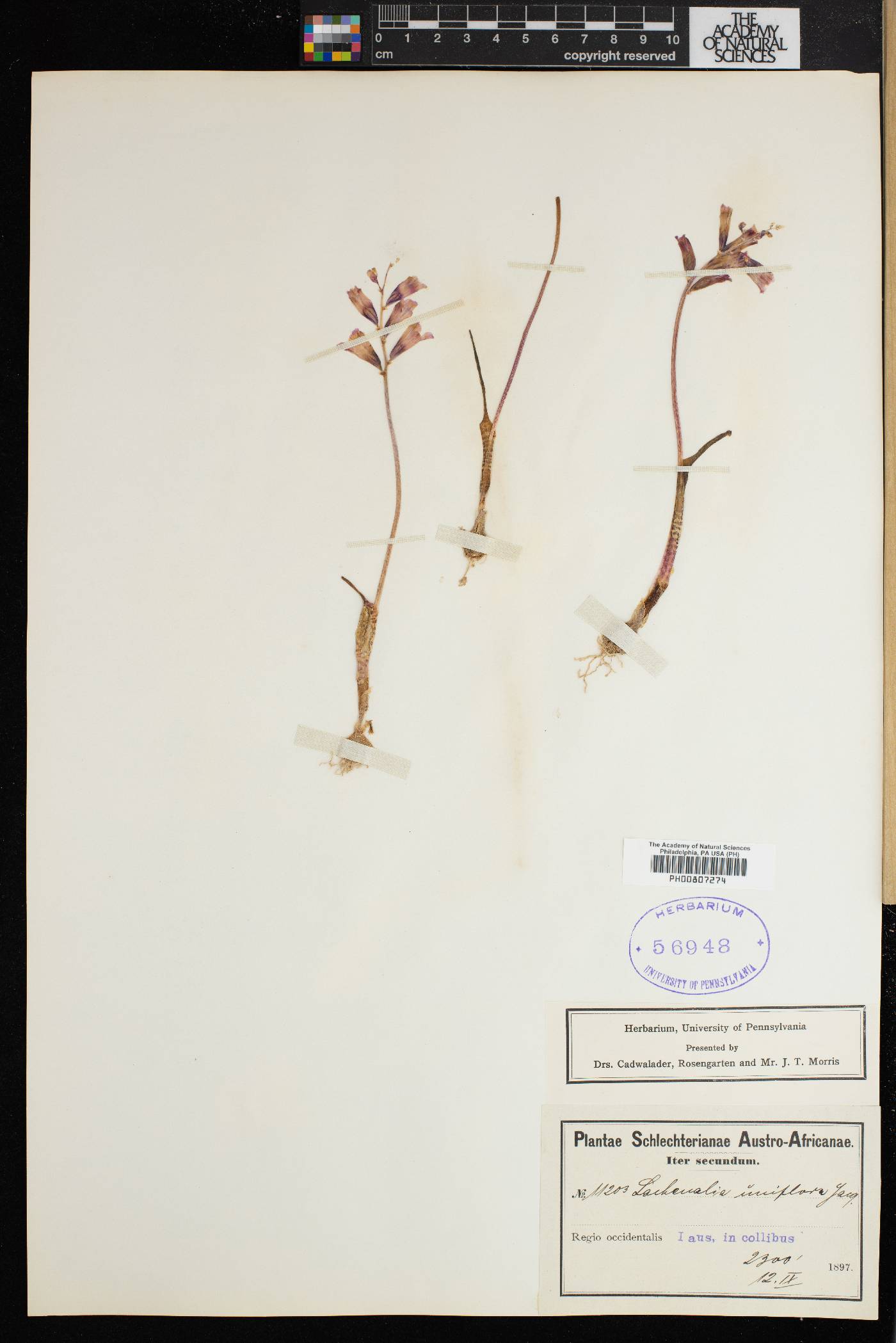 Lachenalia unifolia image