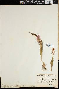 Media resource of Lachenalia pallida