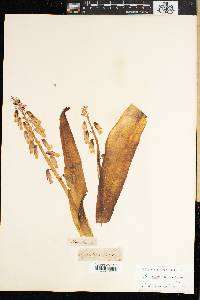Media resource of Lachenalia violacea