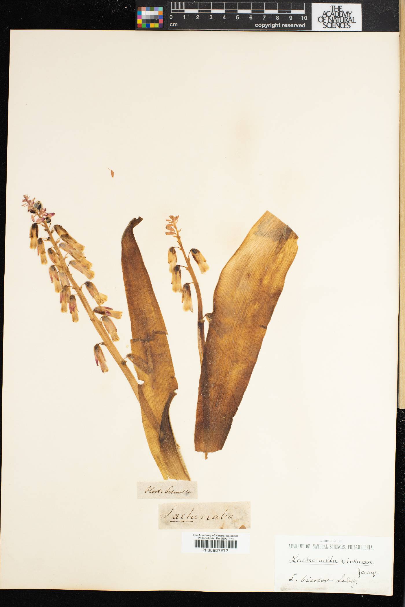 Lachenalia violacea image