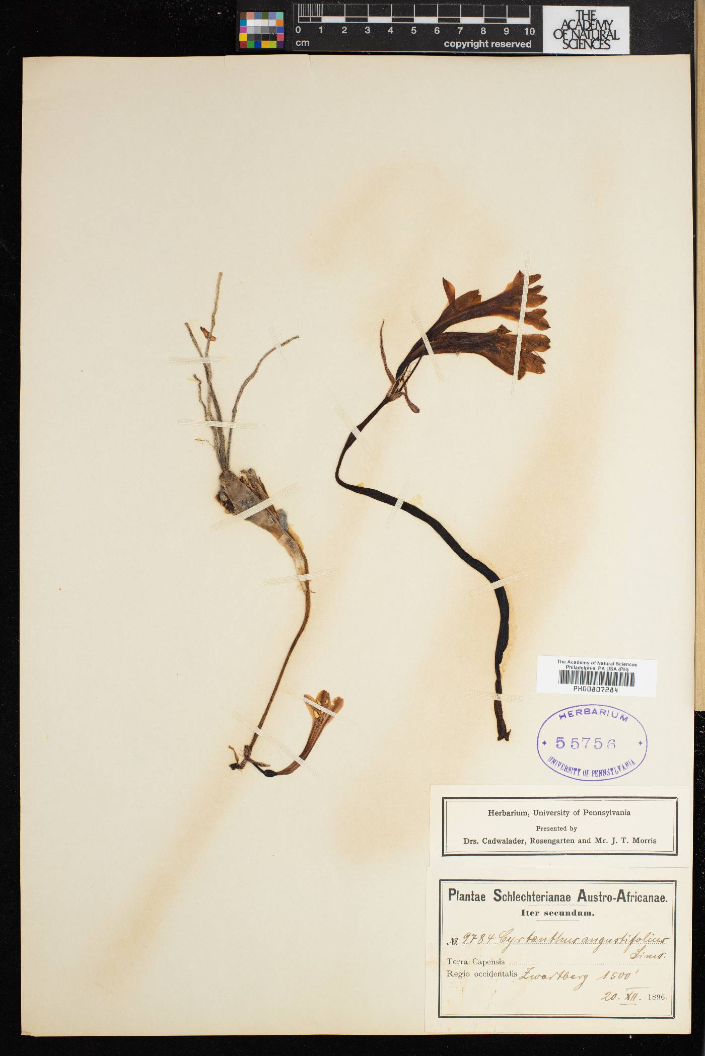 Cyrtanthus angustifolius image