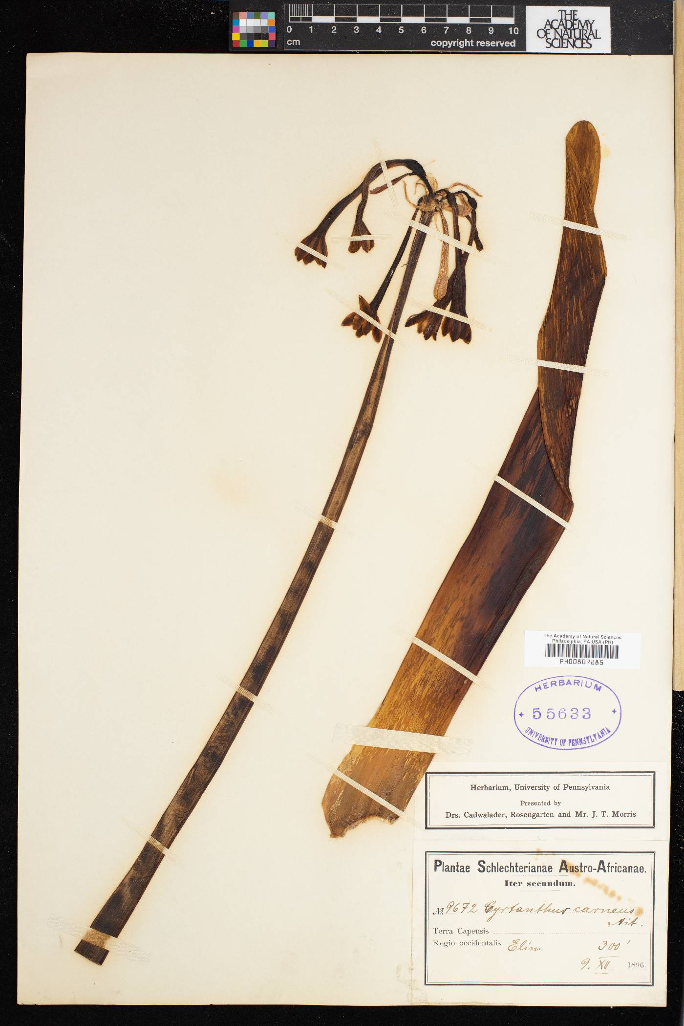 Cyrtanthus carneus image