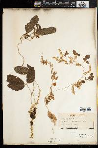 Dioscorea quartiniana image