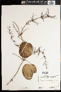 Dioscorea minutiflora image