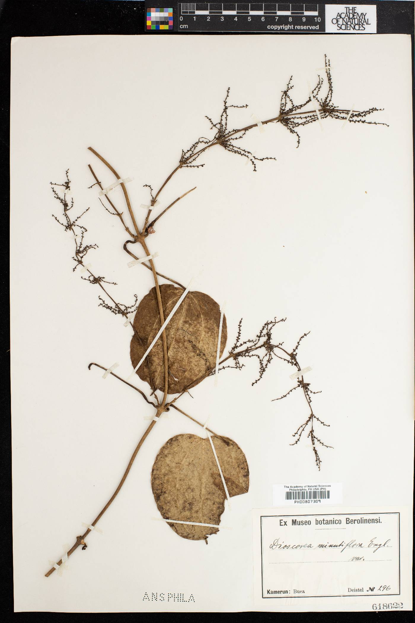 Dioscorea minutiflora image